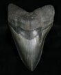 Killer Megalodon Tooth - Serrated #4767-1